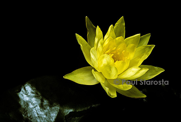 Nymphaea mexicana