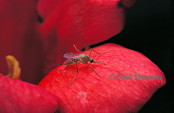 Culex pipiens (moustique) - sur une fleur