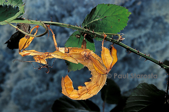 Extatosoma tiaratum (phasme)