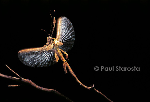 Extatosoma tiaratum (phasme) -  s'envolant