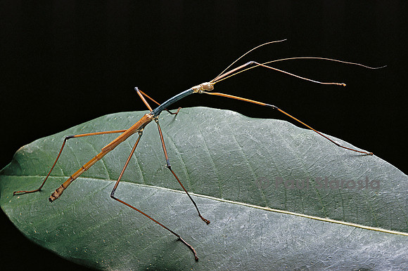 Lopaphus caesius (phasme)
