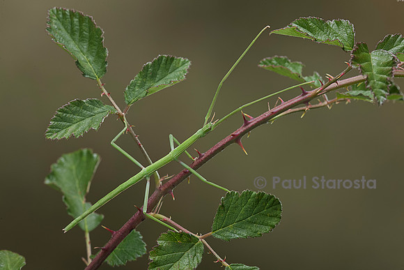 Clonopsis gallica (phasme gaulois)