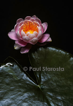 Nymphaea ‘Pink Poeny’