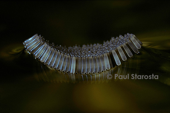 Culex pipiens (moustique) - œufs