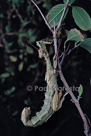 Extatosoma tiaratum (phasme)