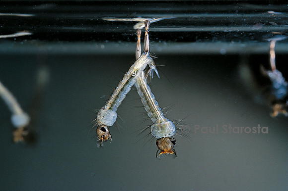 Culex pipiens (moustique) - larve