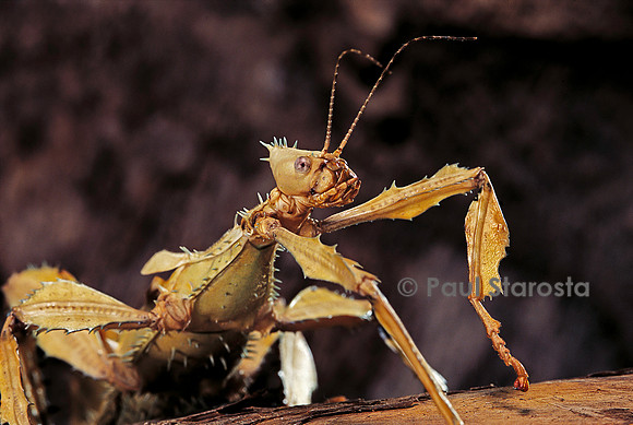Extatosoma tiaratum (phasme) - portrait