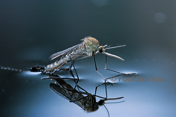 Culex pipiens (moustique) - éclosion (d10)