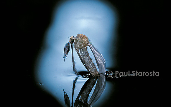 Culex pipiens (moustique) - éclosion (c1)
