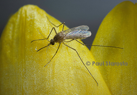 Culex pipiens (moustique) - sur une fleur