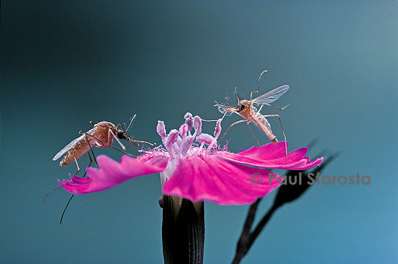 Culex pipiens (moustique) - couple