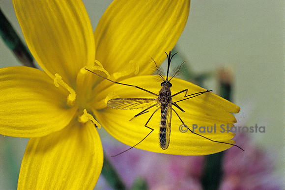 Culex pipiens (moustique) - sur une fleur