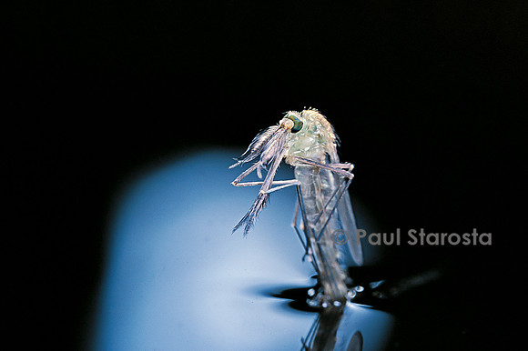 Culex pipiens (moustique) - éclosion (b6)