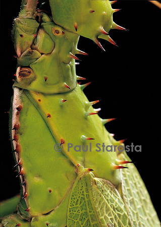Heteropteryx dilatata (phasme dilaté)