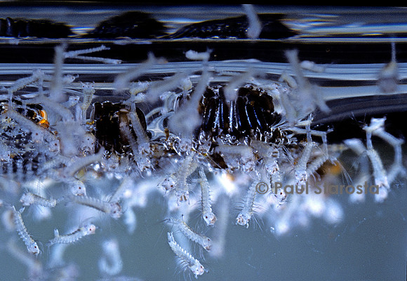Culex pipiens (moustique) - éclosion des larves