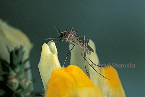 Culex pipiens (moustique) - sur une fleur