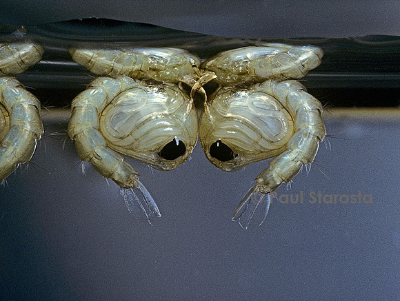 Culex pipiens (moustique) - nymphes