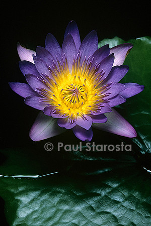 Nymphaea ‘Tina’