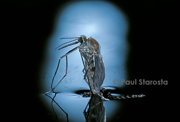Culex pipiens (moustique) - éclosion (c3)