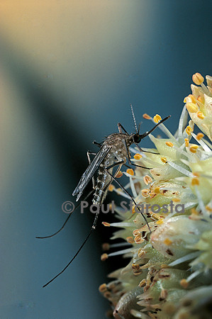 Culex pipiens (moustique) - sur une fleur