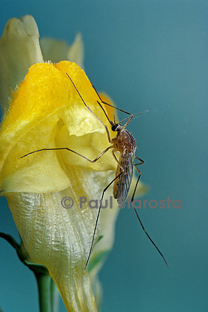 Culex pipiens (moustique) - sur une fleur