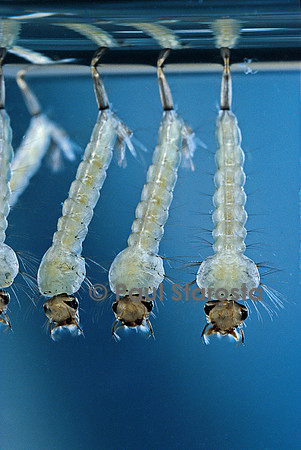 Culex pipiens (moustique) - larve