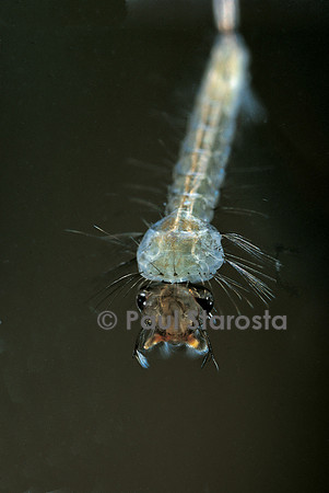 Culex pipiens (moustique) - larve détail