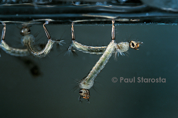 Culex pipiens (moustique) - larve