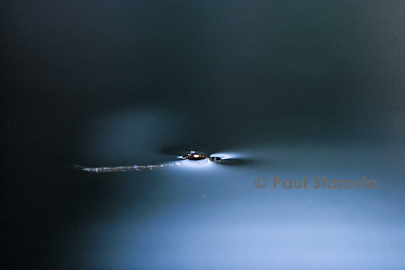 Culex pipiens (moustique) - éclosion (d1)