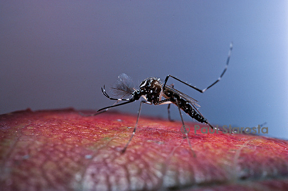 Aedes aegypti (stégomie fasciée)
