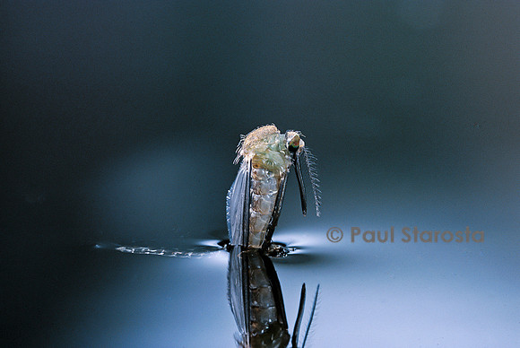 Culex pipiens (moustique) - éclosion (d5)