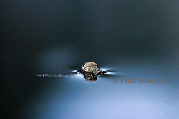 Culex pipiens (moustique) - éclosion (d2)