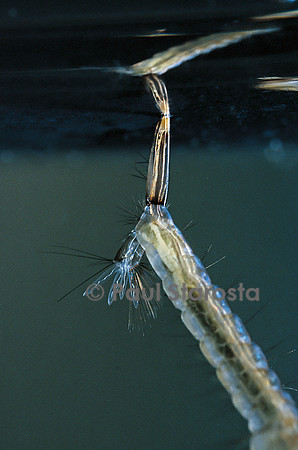 Culex pipiens (moustique) - syphon respiratoire de la larve