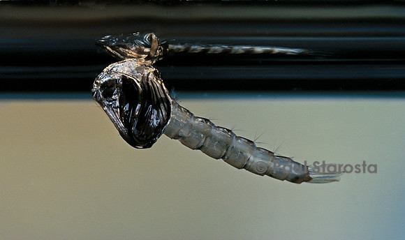 Culex pipiens (moustique) - éclosion vue de sous l'eau