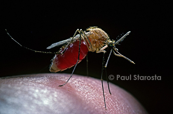 Culex pipiens (moustique) - venant de piquer