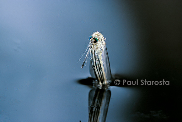 Culex pipiens (moustique) - éclosion (a6)