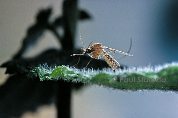 Culex pipiens (moustique) - sur une fleur