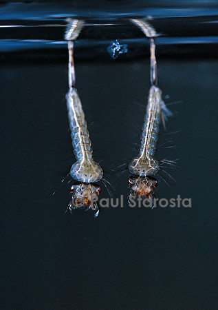 Culex pipiens (moustique) - larve