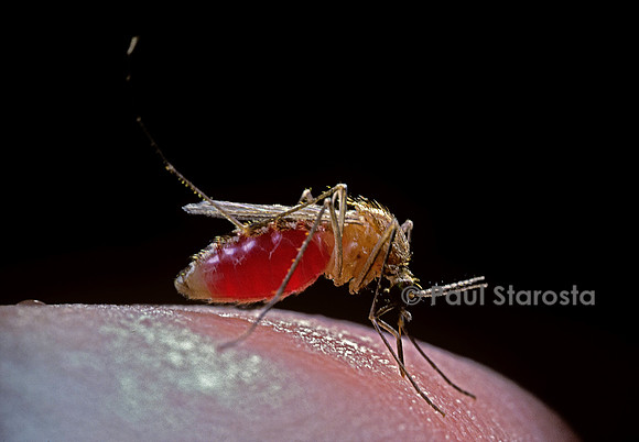 Culex pipiens (moustique) - piqûre