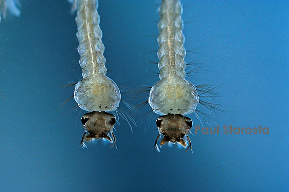 Culex pipiens (moustique) - larve détail