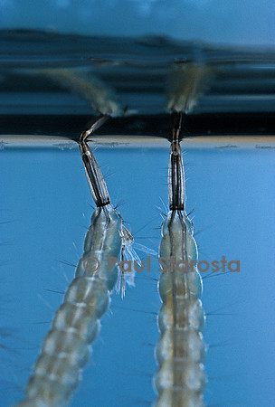 Culex pipiens (moustique) - syphon respiratoire de la larve
