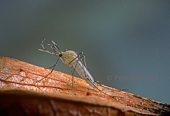 Culex pipiens (moustique)