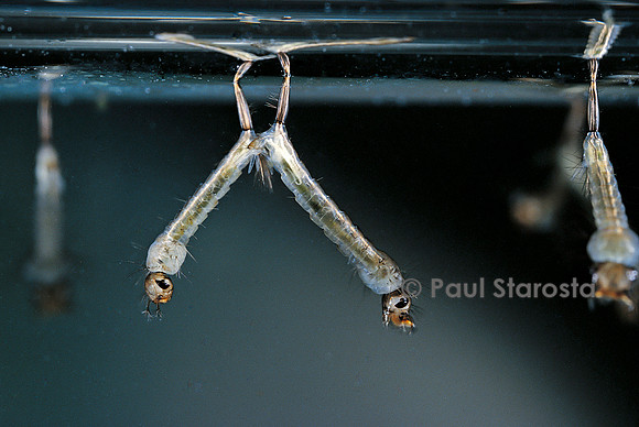 Culex pipiens (moustique) - larve