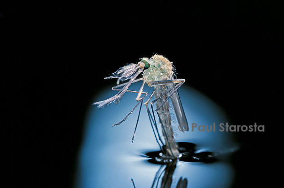 Culex pipiens (moustique) - éclosion (b7)