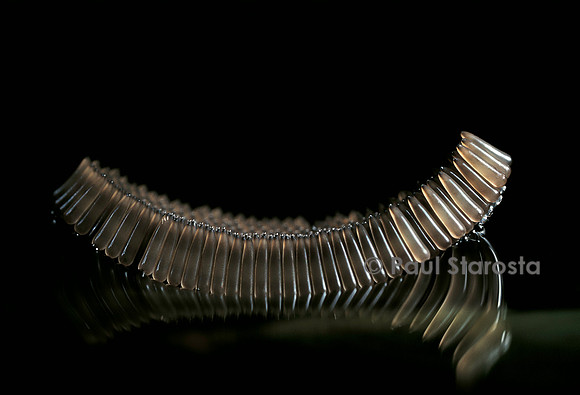 Culex pipiens (moustique) - ponte