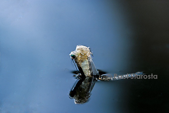 Culex pipiens (moustique) - éclosion (a4)
