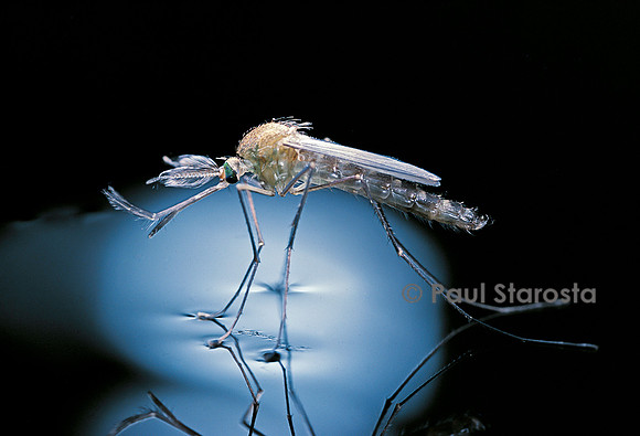 Culex pipiens (moustique) - éclosion (b8)