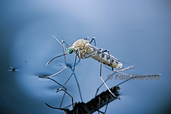 Culex pipiens (moustique) - éclosion (a7)