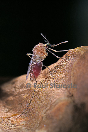 Culex pipiens (moustique) - digérant son repas de sang