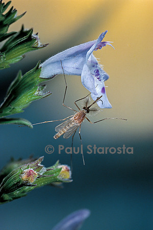 Culex pipiens (moustique) - sur une fleur